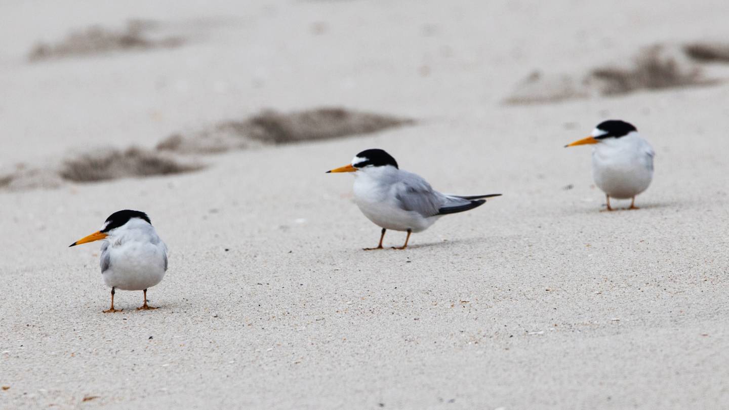 Princeton student team wins the World Series of Birding - Vimarsana News