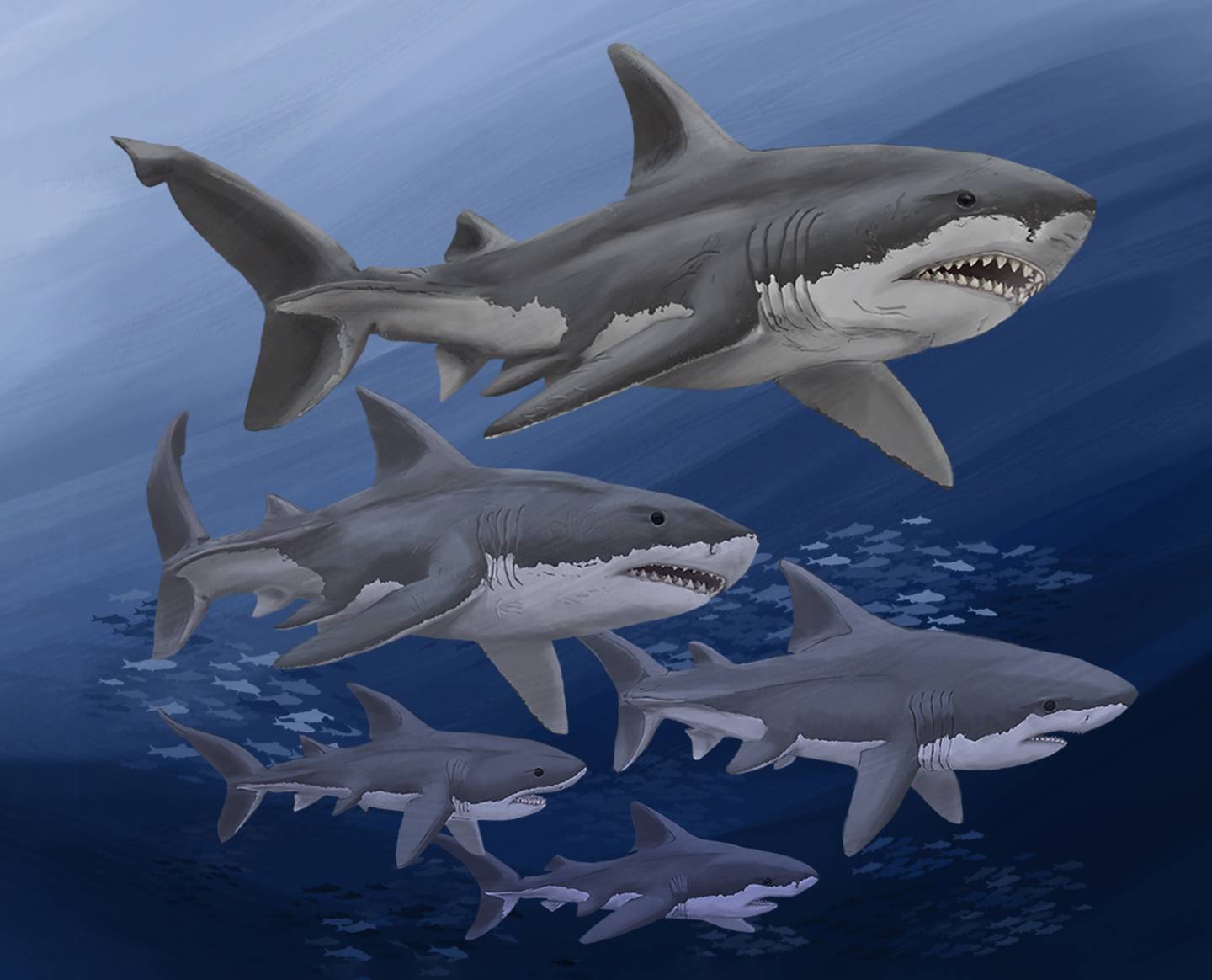 Artist's illustartion of Megalodon and other megatooth sharks
