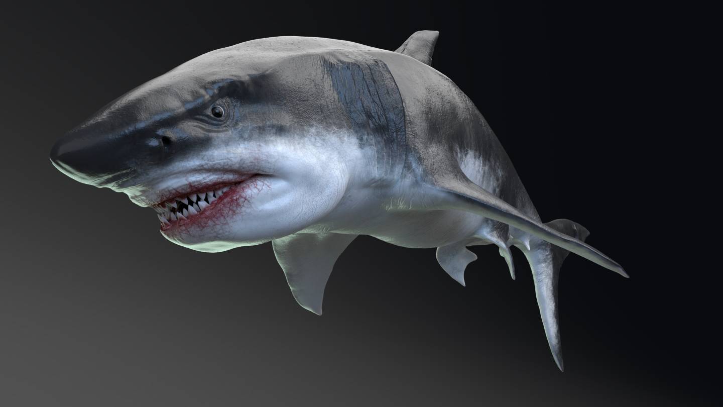 What did Megalodon eat? Anything it wanted — including other predators - Vimarsana News