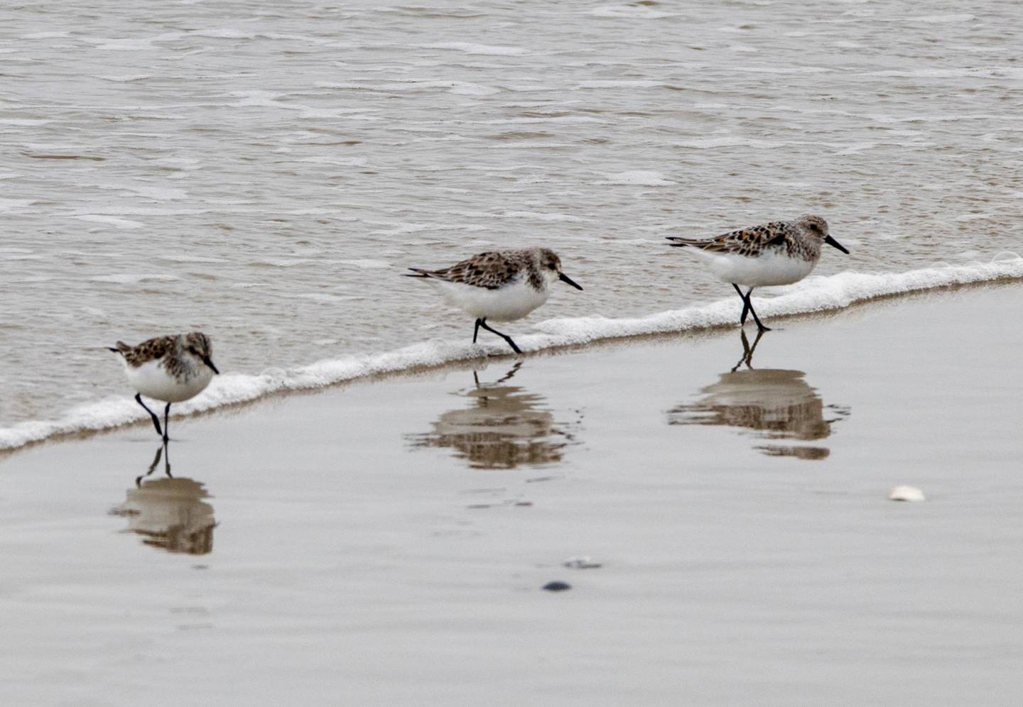 Trois sanderlings au bord de l'eau