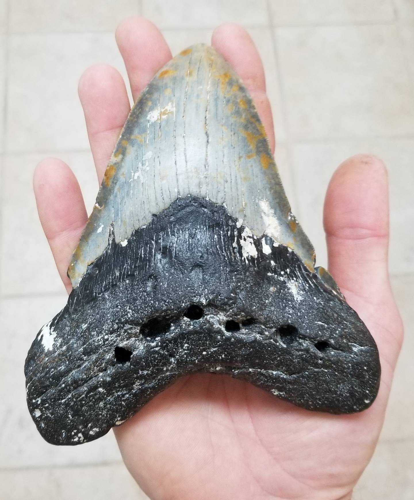 A megalodon tooth is nearly the same size as an adult man's hand