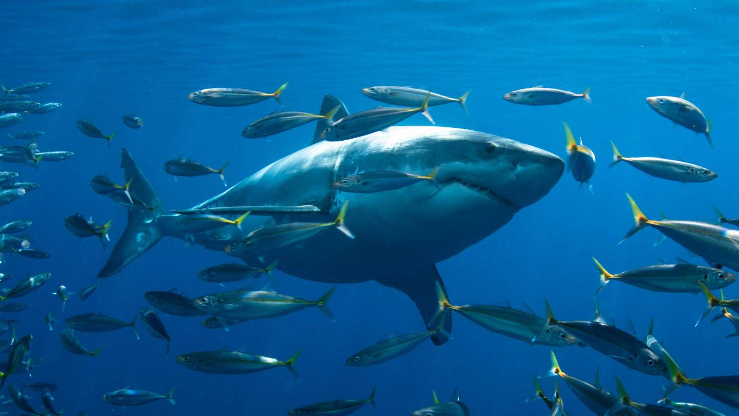 Climate change and ocean oxygen: Oxygen-poor zones shrank under past warm periods, scientists discover - Vimarsana News