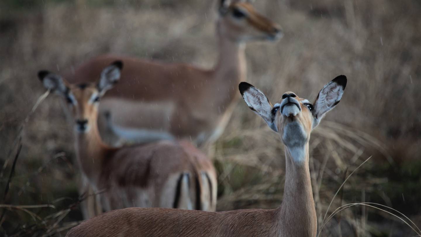 New study shows in real-time what helps mammals survive a natural disaster - Vimarsana News