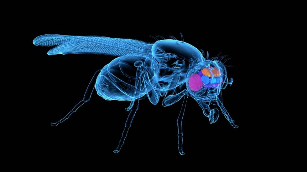 Mapping An Entire Fly Brain A Step Toward Understanding Diseases Of