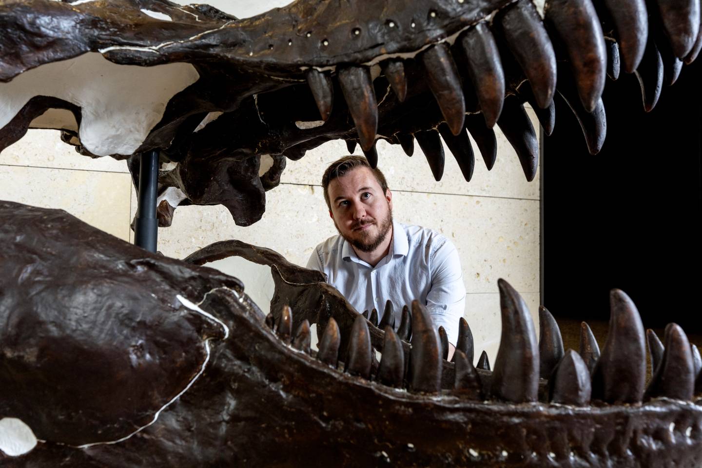 Princeton paleontologist: Yes, tiny tyrannosaurs lived alongside T. rex ...