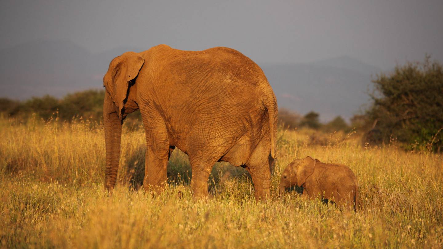 Princeton scientists identify first experimental evidence of a 'co-extinction' connection: Without elephants, dung beetles disappear