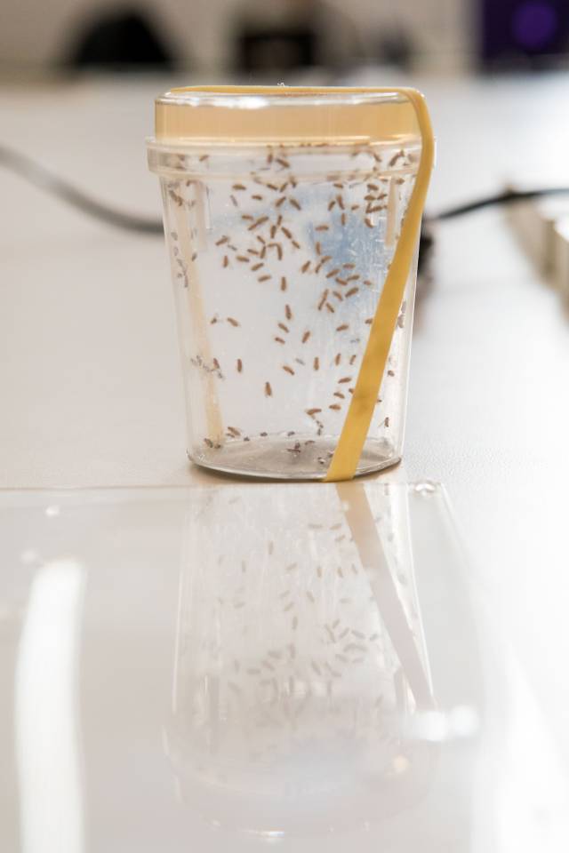 glass with fruit flies