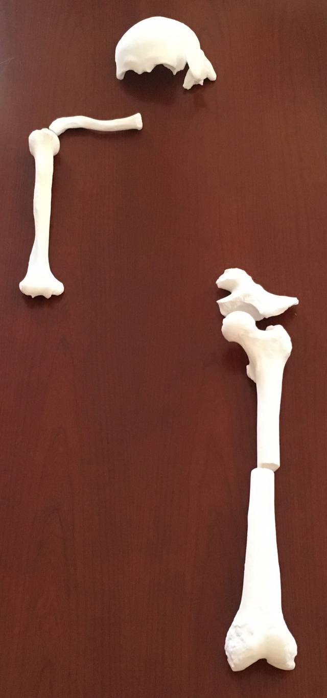 Bones sitting on a table