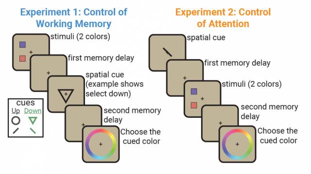 Attention and working memory: Two sides of the same neural coin?