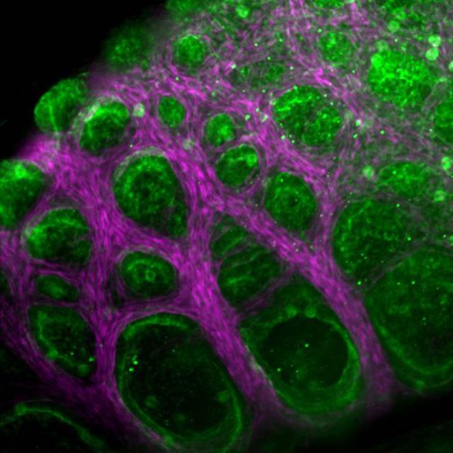 lizard lung cell structure