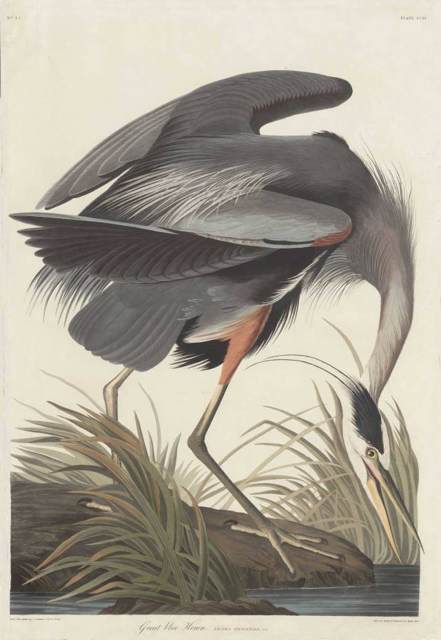A great blue heron as rendered by John James Audubon 