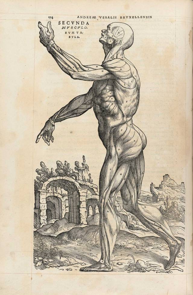 An anatomy drawing by Andreas Vesalius