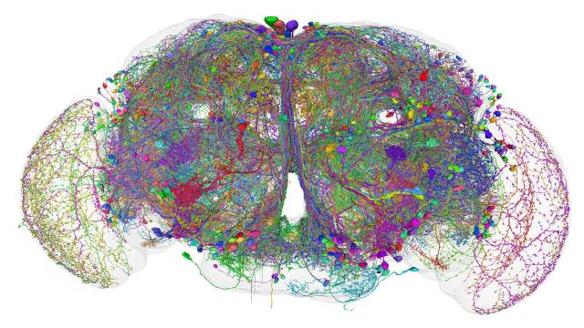 Mapping brain function, safer autonomous vehicles are focus of Schmidt ...