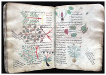 Arabic botanical manuscript