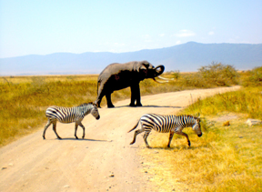 Elephant and Zebras